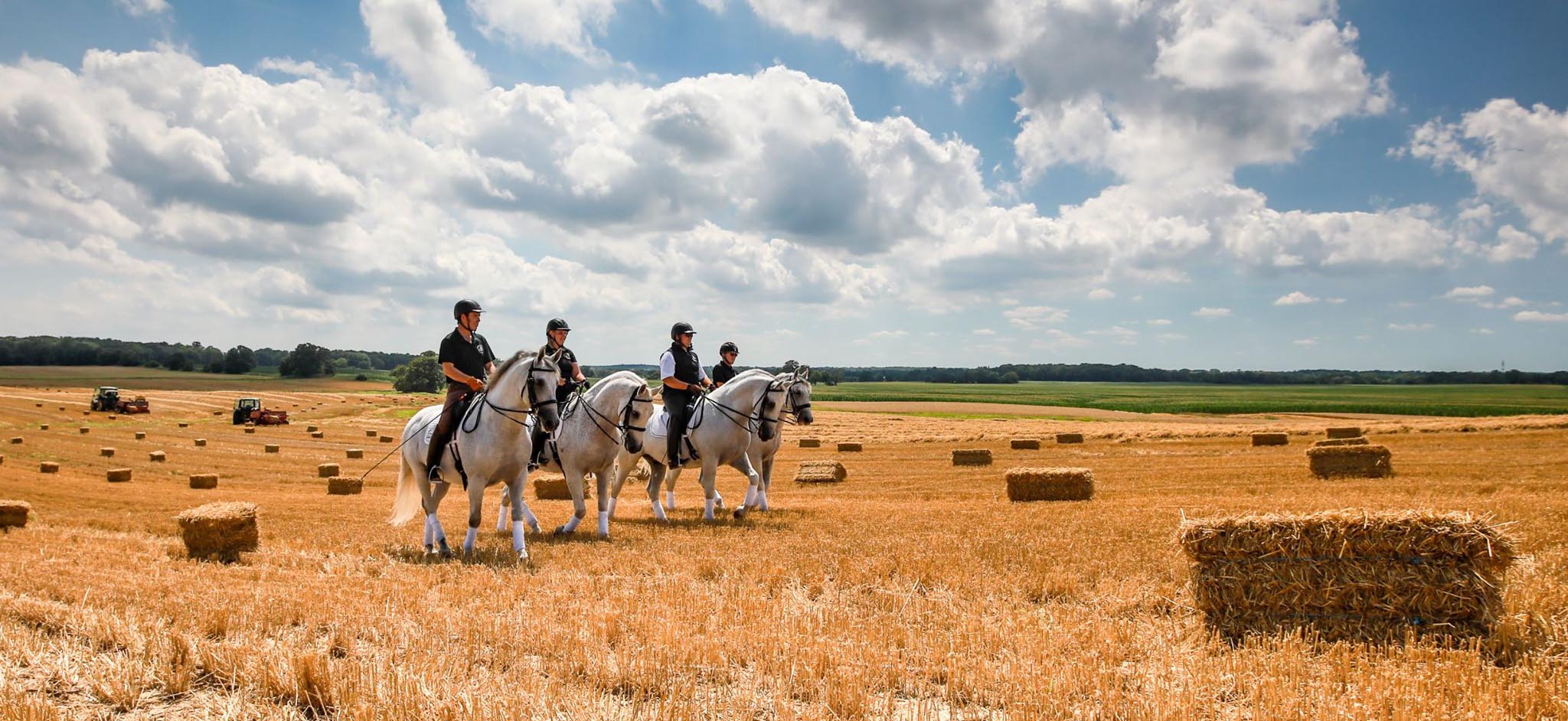 The Tempel Lipizzans, Illinois USA